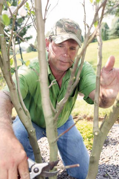 Tim Rost prunes a tree for a residential client.