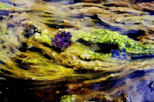 "This water used to run clear," John Alspaugh said of the algea-choked water running into Hinkson Creek that travels along sewer lines.