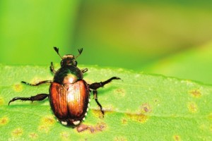  Japanese Beetle - Popillia japonic