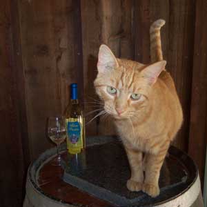 Adam-Puchta-Winery-Cat
