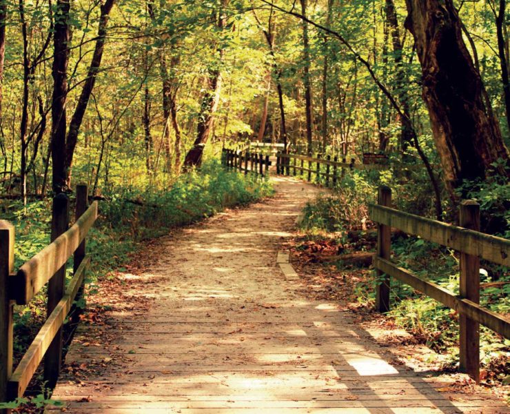 A wooden pathway bordered by railings meanders through a lush, sunlit forest. Tall trees and abundant greenery line the trail, creating a serene and inviting atmosphere in the natural setting.