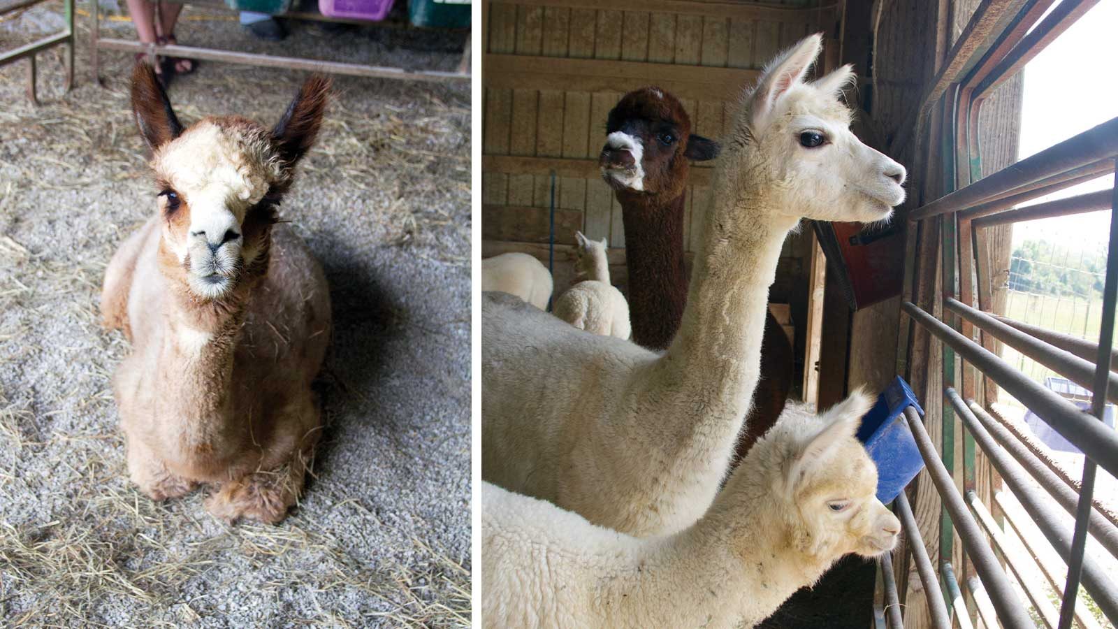 alpacas