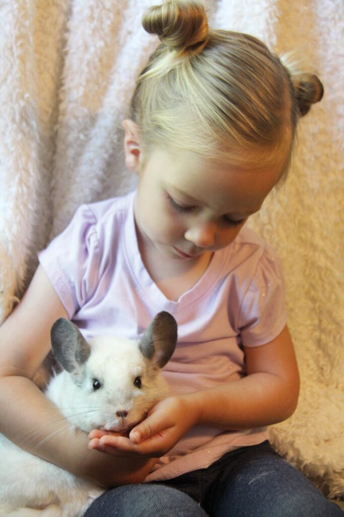 Young girl gently holds her pet chinchilla