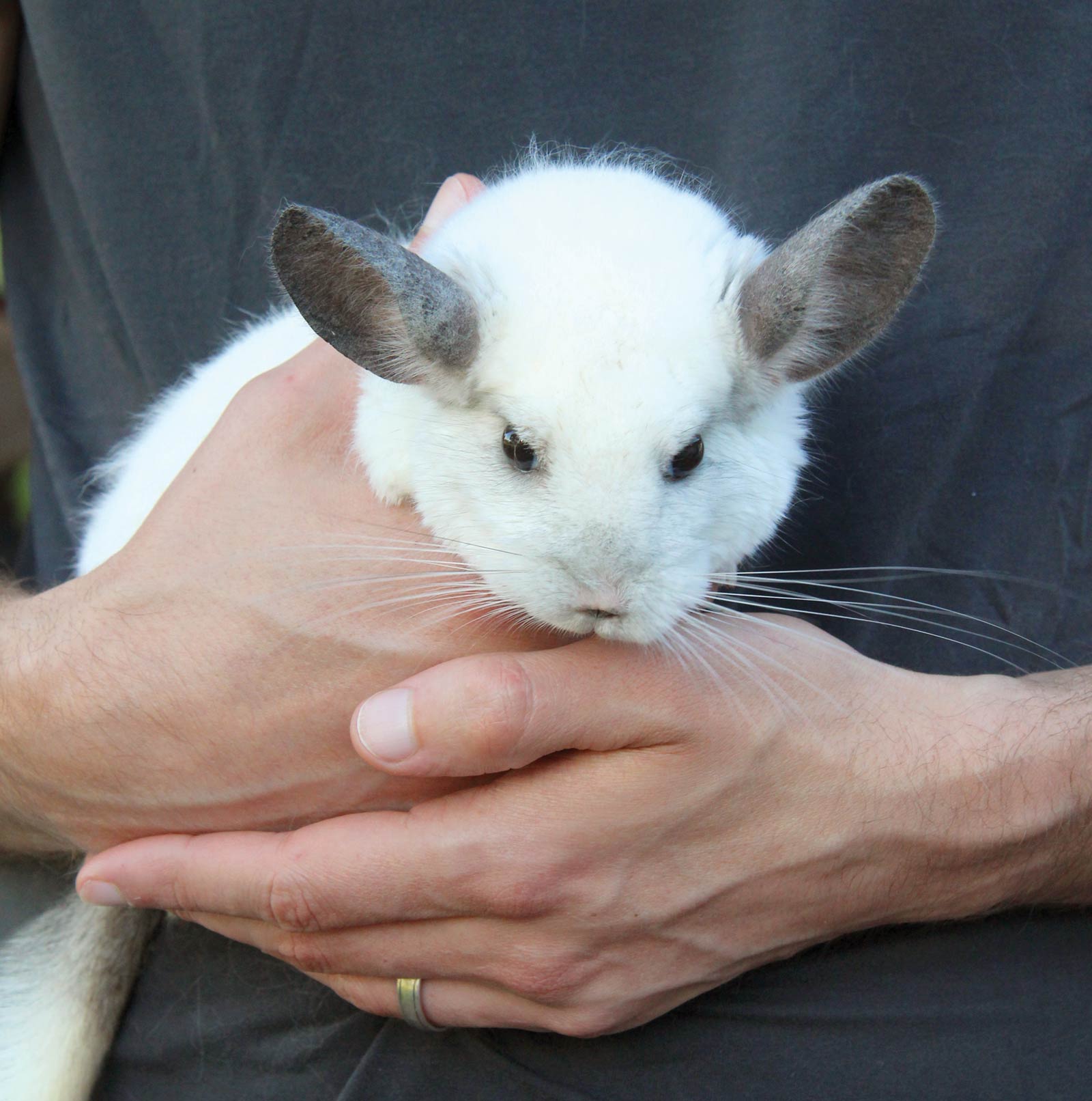 Pet chinchilla being held by its owner