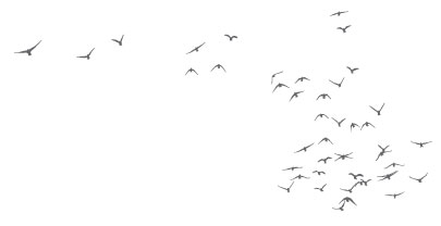 Silhouettes-of-Birds-flying