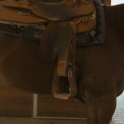 close up of a horses back fully saddled up and ready to be ridden