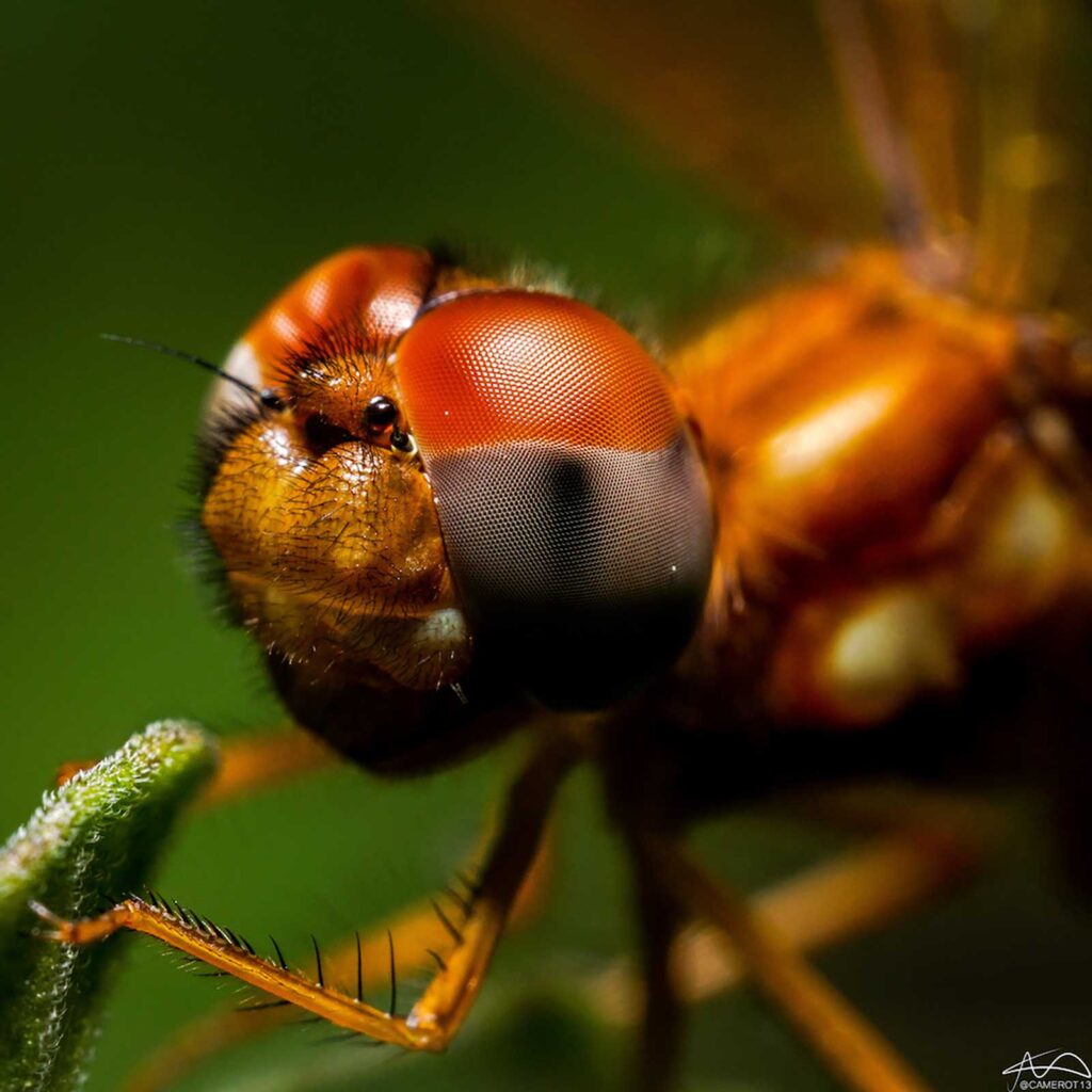 Most people agree that nature is beautiful, but Columbia resident Abdul-Rahman Abdul-Kafi thinks it’s even more beautiful close up.