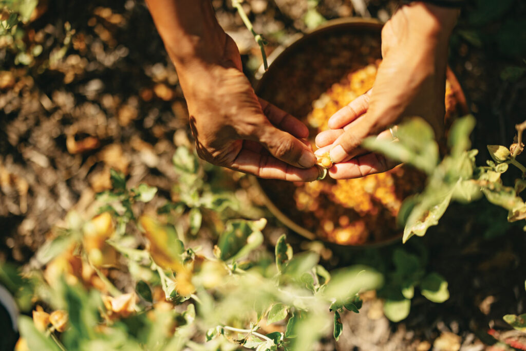 a set of hands peeling a herb