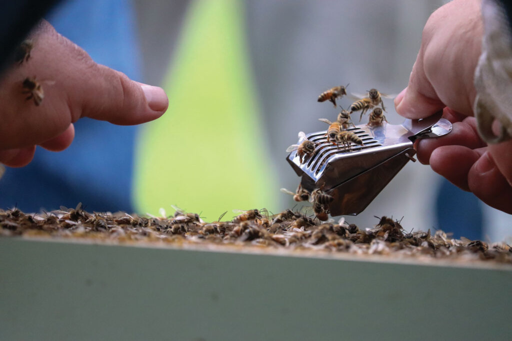 close up of a two hands using a galvanized Iron Queen Bee Catcher Clip Queen Cage Clip in an attempt to capture a queen bee from a beehive