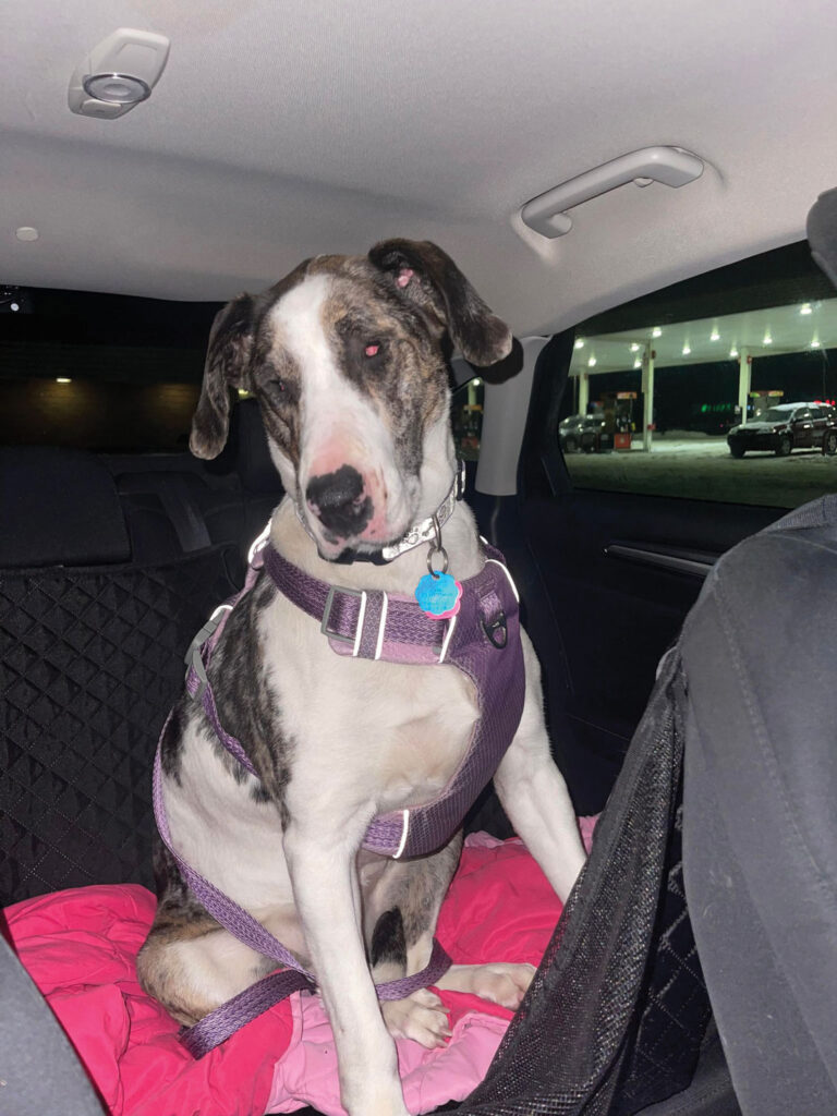 A large dog wearing a purple harness sitting on a pink blanket in the backseat of a vehicle parked at a gas station