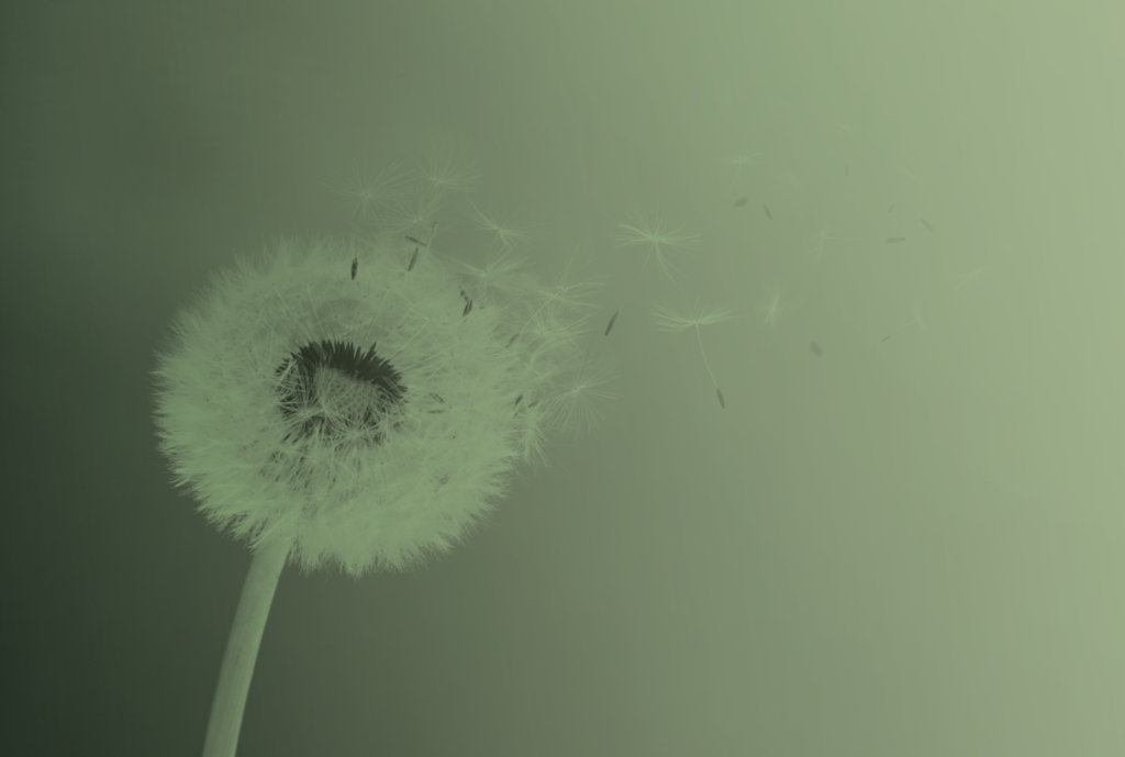 Dandelion blowing seeds against a fading green background