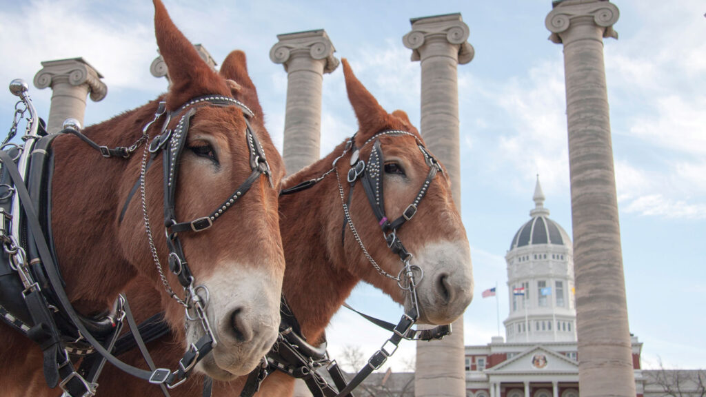 close up of two mules in harnesses standing outside by columns ant Jesse Hall at Mizzou in the background