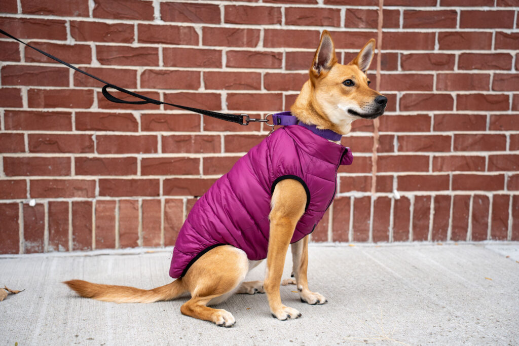 dog in a purple coat sitting outside against a brick wall at the pawject runway event