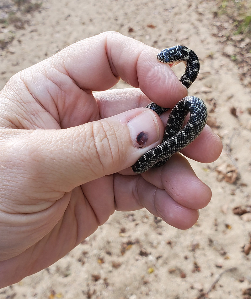 Pin on Snakes, frogs and lizards