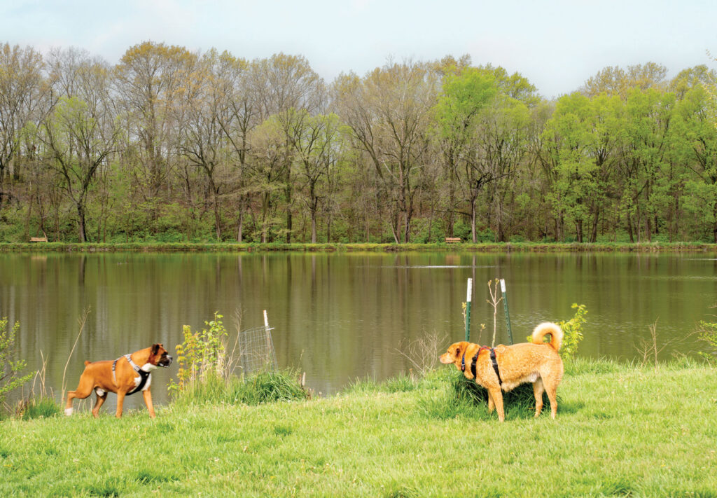 two dogs play along a grassy bank of a lake at the Twin Lakes recreation area