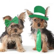 Two adorable Yorkie type pups dressed in St. Patricks' Day attire.