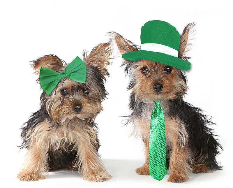Two adorable Yorkie type pups dressed in St. Patricks' Day attire.