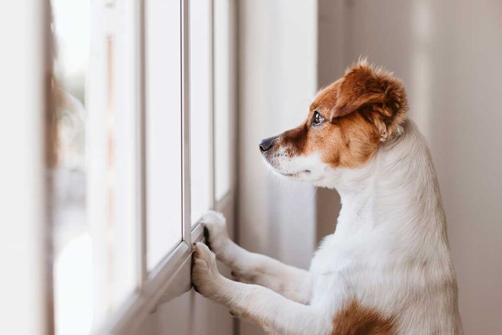 Como Extra Dog Looking out of a window