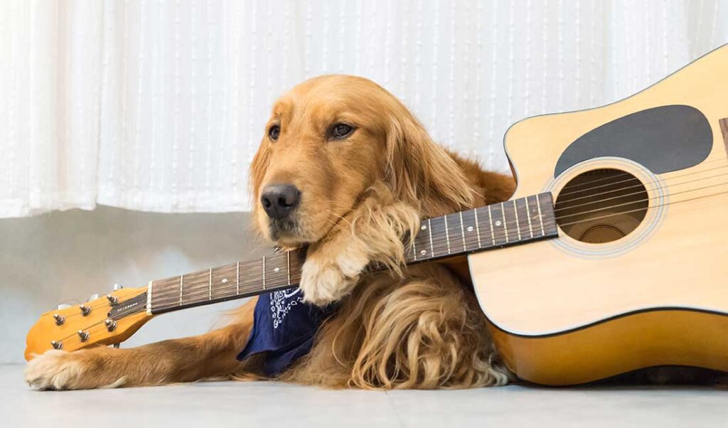 Como Extra Guitar Dog resting paw on guitar