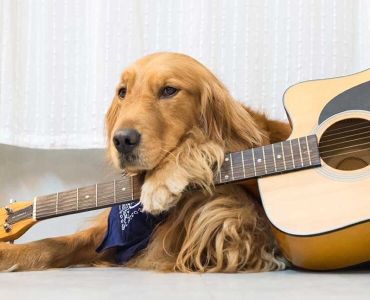 Como Extra Guitar Dog
