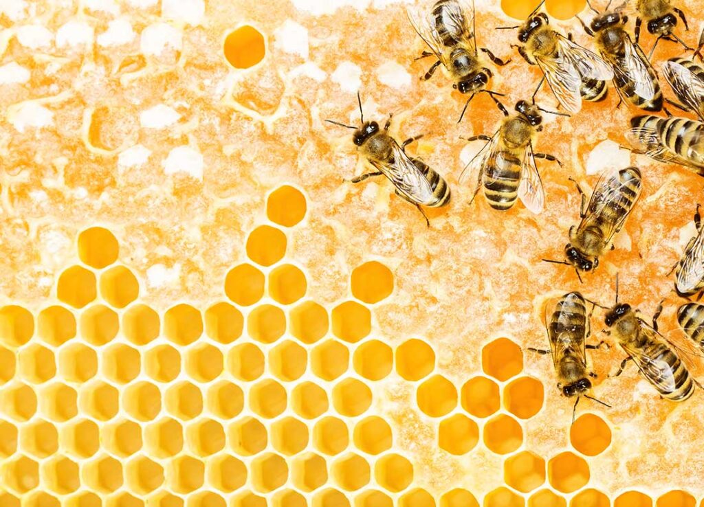 Honeybees creat honey in a honeycomb.
