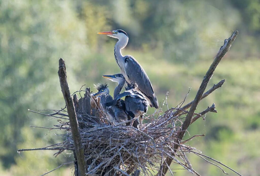 A heron nest, or rookery, featuring an adult heron with its hatchlings in their rookery with a green, forested area in the background.