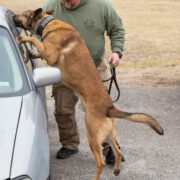 Columbia K9 Patrol Unit Sniffing Car