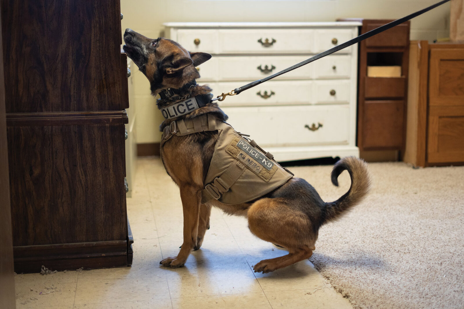 Columbia K9 Patrol Unit Training Sniffing