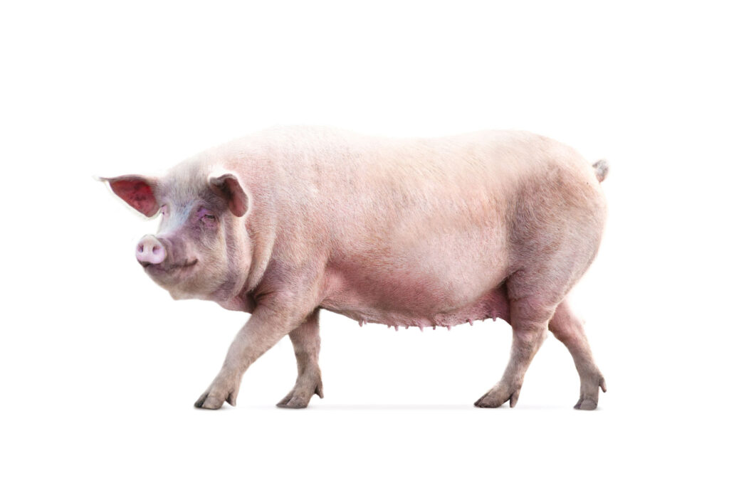 Female Pig On White Background