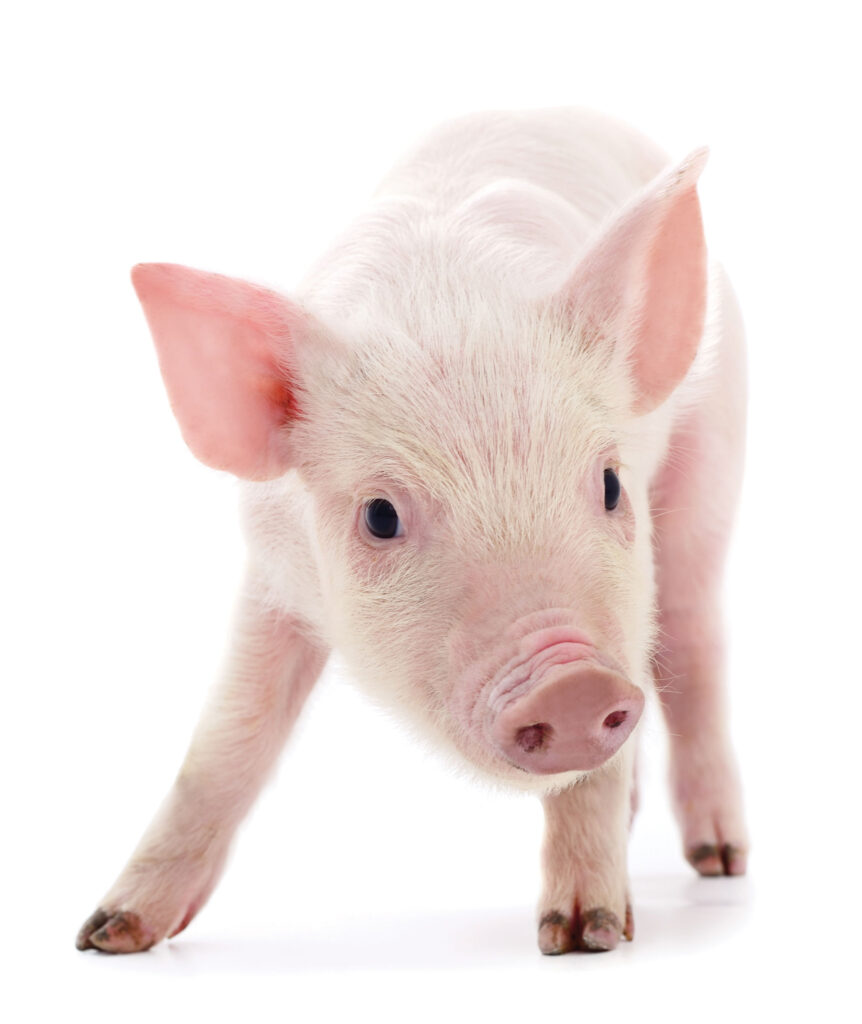 Little Pink Pig On A White Background