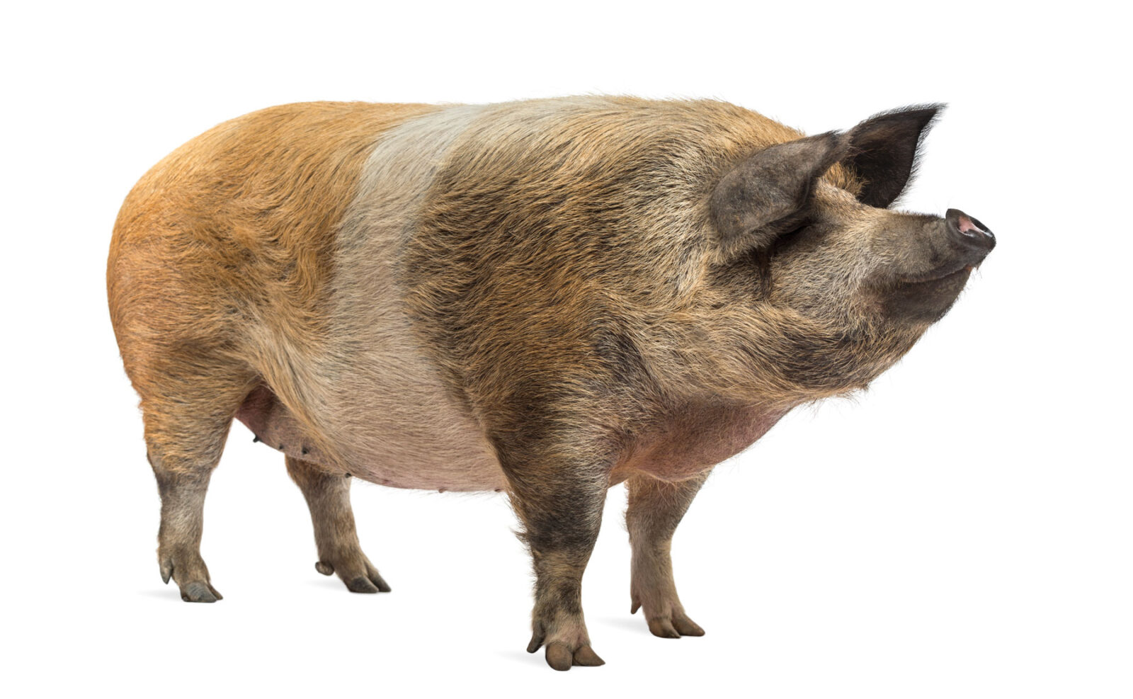 Pig Standing And Looking Away On White Background