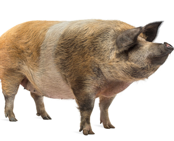 Pig Standing And Looking Away On White Background