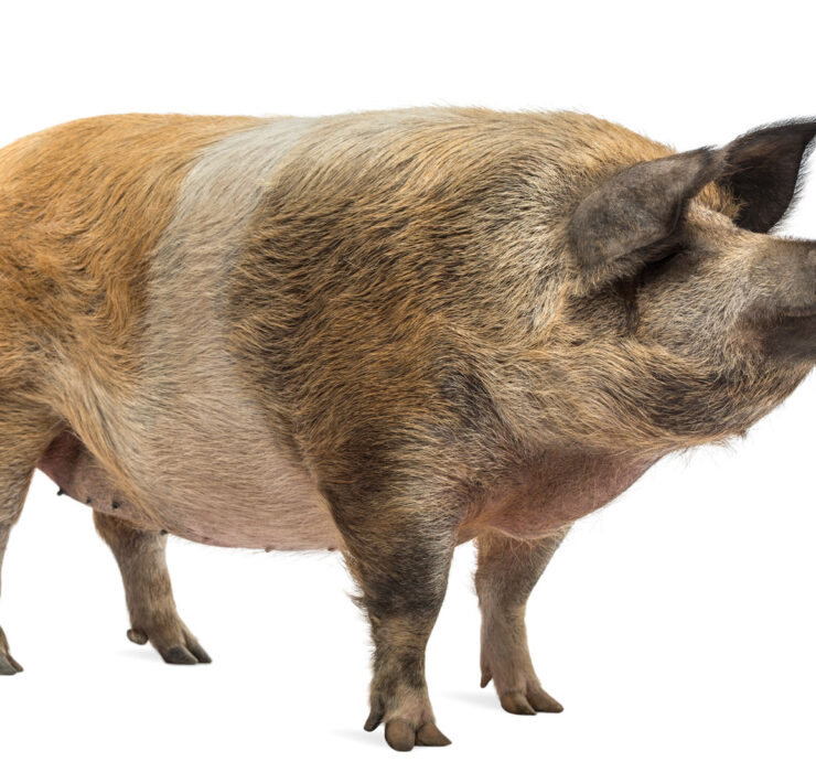Pig Standing And Looking Away On White Background