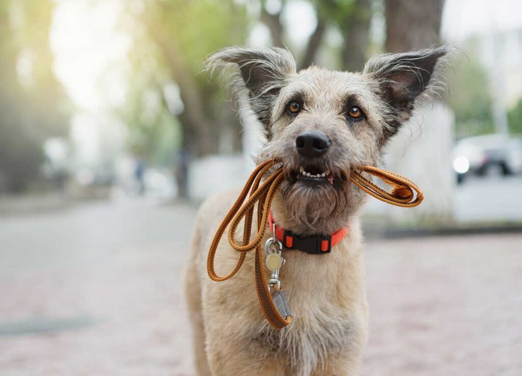 Dog holding its leash in its mouth waiting for a walk