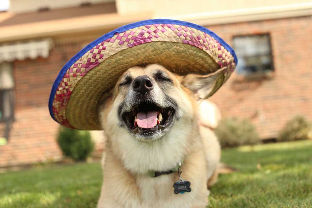 Cinco De Mayo Dog. A large dog wearing a sombrero.