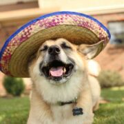 Cinco De Mayo Dog. A large dog wearing a sombrero.