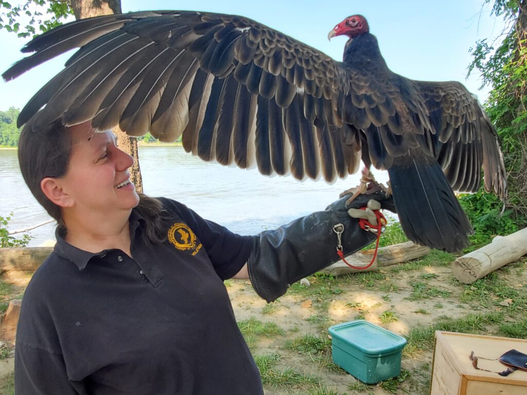 Lizette Somer, manager of MU Raptor Rehabilitation Project, admires Minnie Pearl, an 8-year-old turkey vulture at the Mornings at the River event.