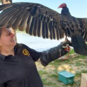 Lizette Somer, manager of MU Raptor Rehabilitation Project, admires Minnie Pearl, an 8-year-old turkey vulture at the Mornings at the River event.