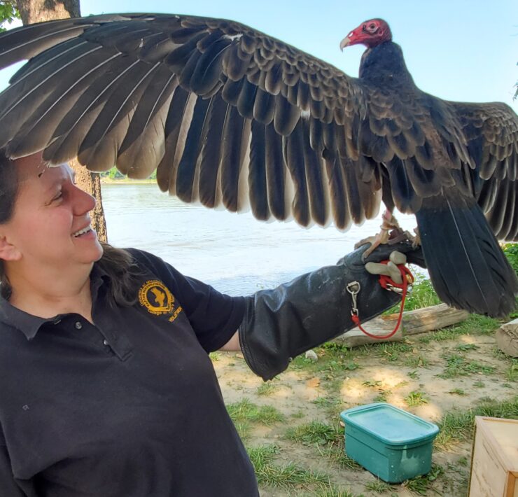 Lizette Somer, manager of MU Raptor Rehabilitation Project, admires Minnie Pearl, an 8-year-old turkey vulture at the Mornings at the River event.