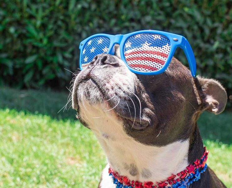A Boston terrier dog wearing Fourth of July themed sunglasses looks toward the blue sky.