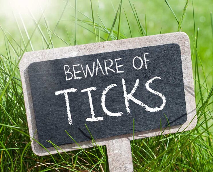 A chalkboard sign that says beware of ticks among tall green grass, illustrating a story about how to avoid getting bitten by a tick.