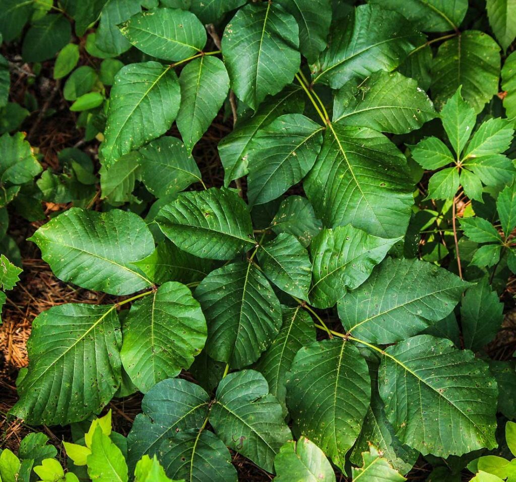 Image of poison ivy leaves to illustrate a story about how to avoid poison ivy on Columbia's hiking trails.