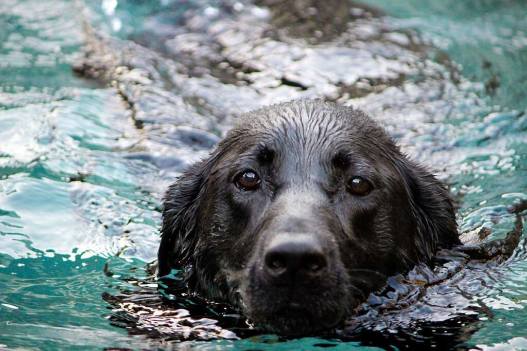 Image of a black lab dog swimming in the water.