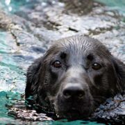 Image of a black lab dog emerging from the water.