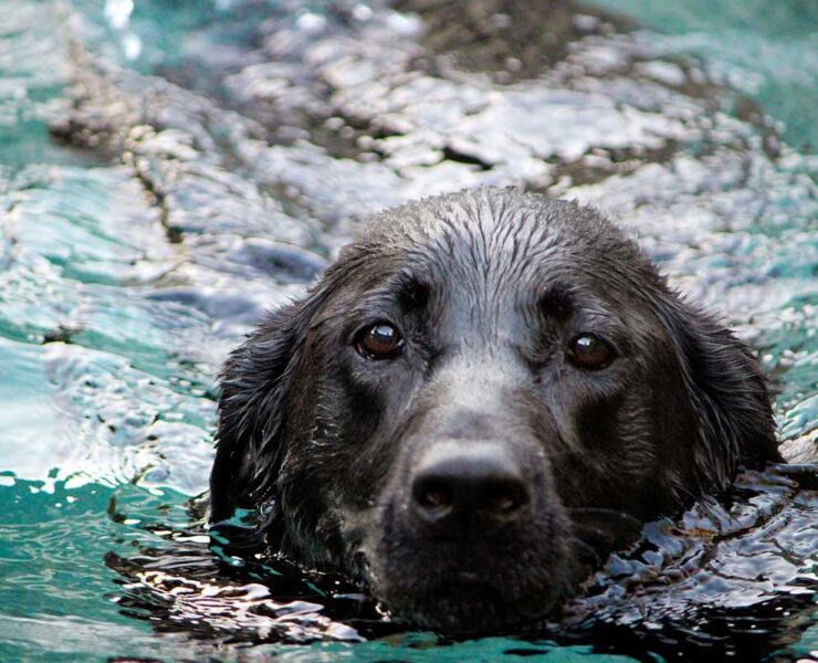 Image of a black lab dog emerging from the water.