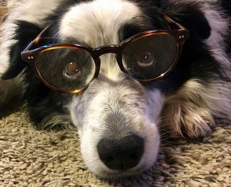 A furry dog is wearing glasses to illustrate what to do if you're looking for something to do in COMO.