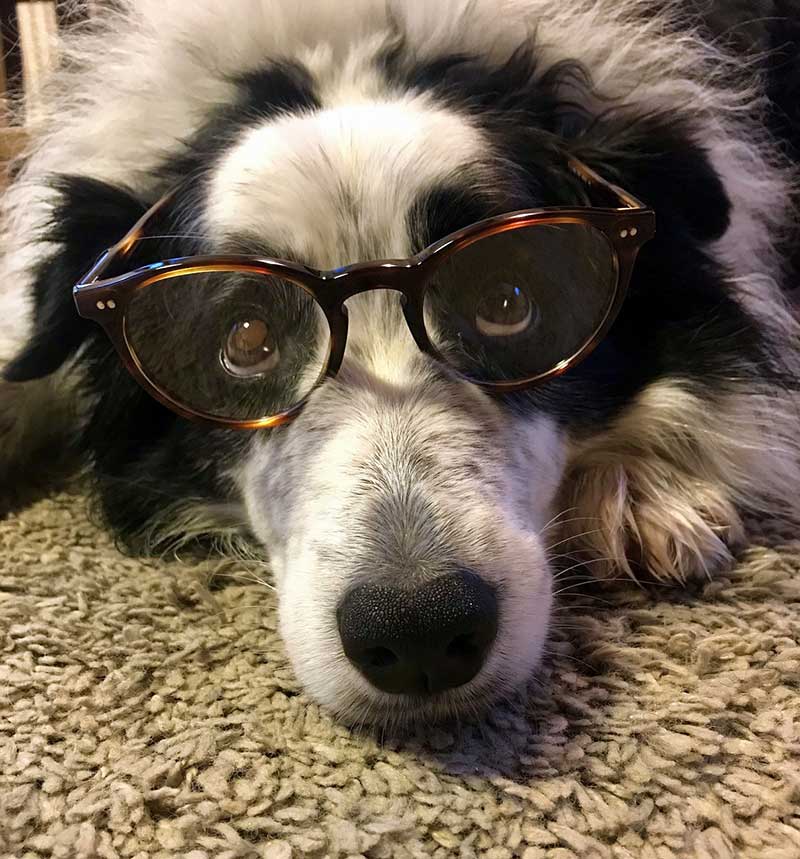 A furry dog is wearing glasses to illustrate what to do if you're looking for something to do in COMO.