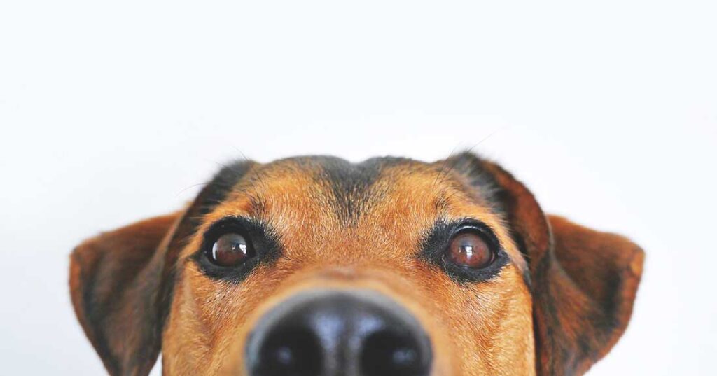 Image of the top half of a dog's head, with big wet nose, to illusstrate what's coming up in Columbia, Missouri this weekend.