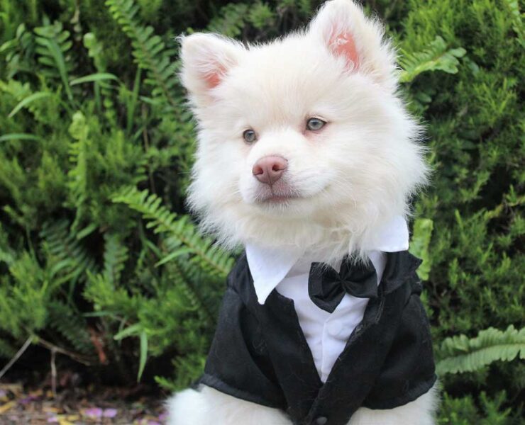 A fluffy white dog is dressed in a tuxedo top with a cute bow tie.