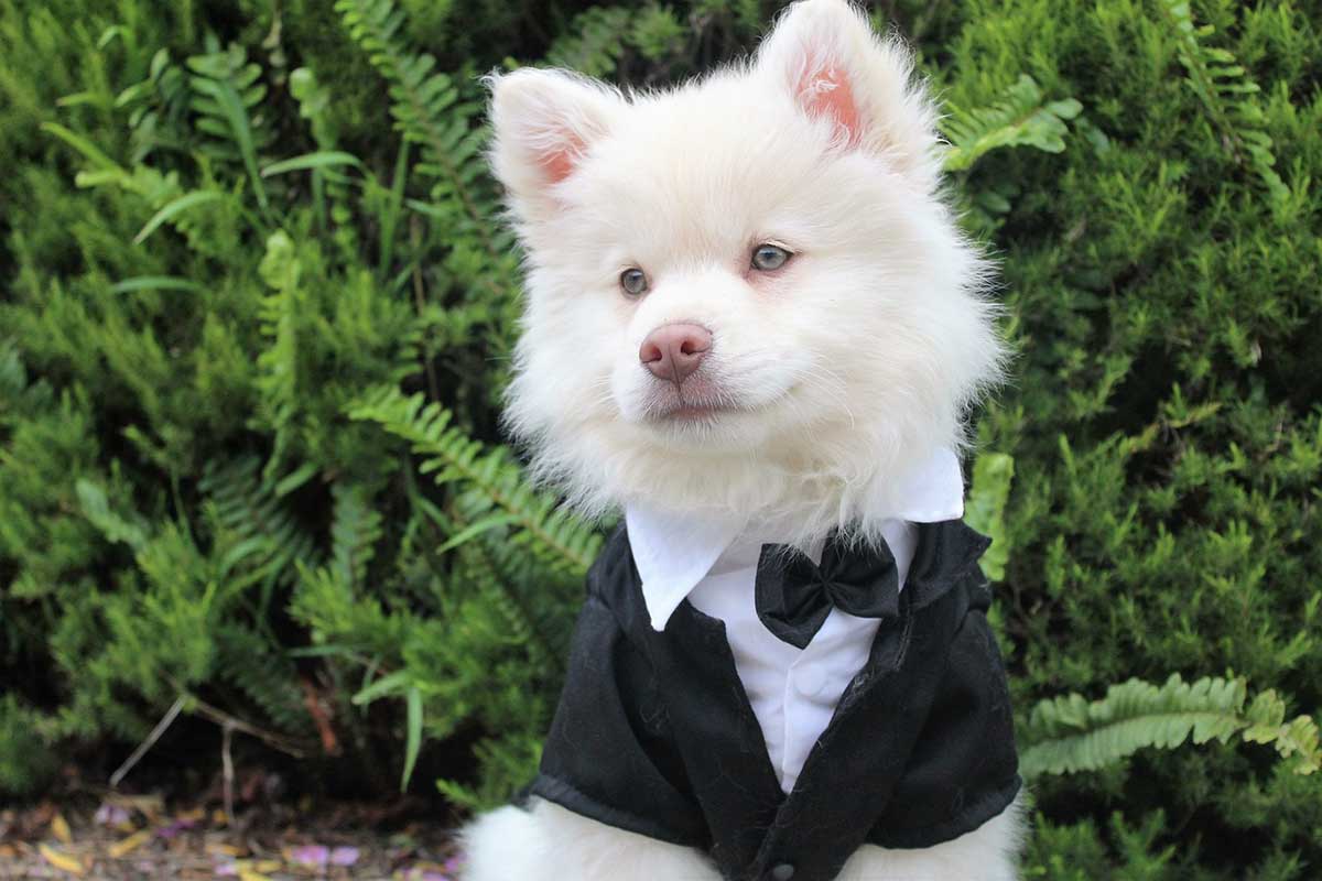 A fluffy white dog is dressed in a tuxedo top with a cute bow tie.